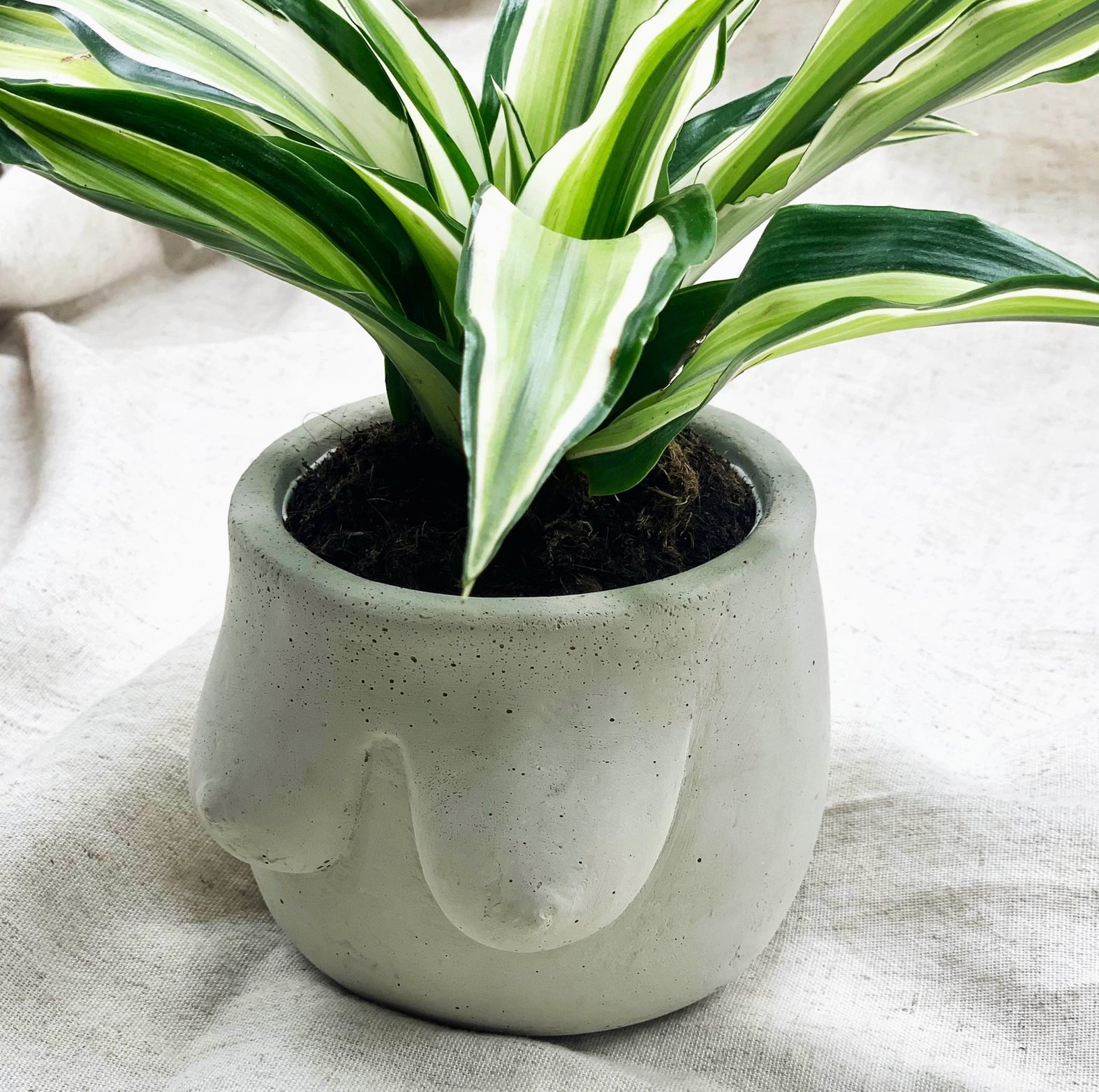 Hera Concrete Planter