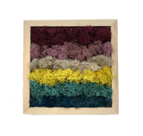 Moss DIY Kit - Cool