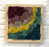 Moss DIY Kit - Cool