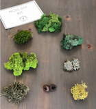 Moss DIY Kit - Button
